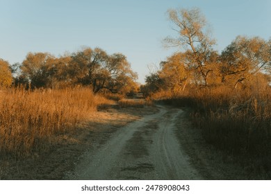 path between grasses and weathered trees in warm sunlight during sunset, a typical Texas landscape