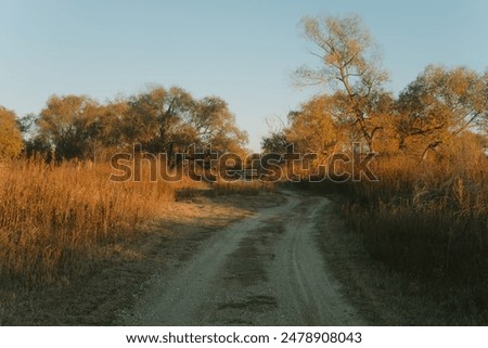 path between grasses and weathered trees in warm sunlight during sunset, a typical Texas landscape
