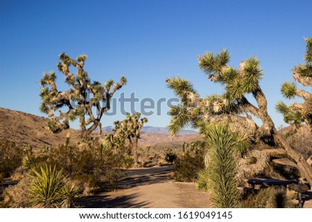Path Between Large JoshuaTrees In Early Morning