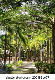 a path between palm trees