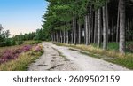 Path Between Pine Trees and Blooming Heather of National Park Mechelse Heide, Belgium.