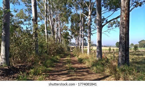 Path between pine trees and very green