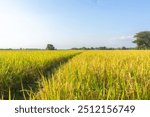 A path between rice plants before the harvest season during the day. The expanse of lush rice fields during the day before the season when farmers harvest rice plants. Rice fields farm during the day.