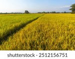 A path between rice plants before the harvest season during the day. The expanse of lush rice fields during the day before the season when farmers harvest rice plants. Rice fields farm during the day.