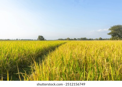 A path between rice plants before the harvest season during the day. The expanse of lush rice fields during the day before the season when farmers harvest rice plants. Rice fields farm during the day. - Powered by Shutterstock