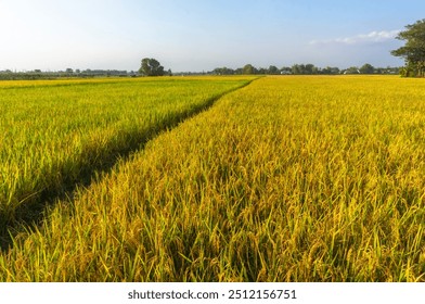 A path between rice plants before the harvest season during the day. The expanse of lush rice fields during the day before the season when farmers harvest rice plants. Rice fields farm during the day. - Powered by Shutterstock