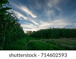 Path between ripe corn fields with green grass while sunset behind trees