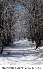 path between snow-covered trees, Strada delle Vette,Calabria. Italy