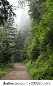 Path between tall trees and clearing in the forest with fog. walking path light dark and fogy seen in path. Path between tall trees and clearing in the forest with fog. 