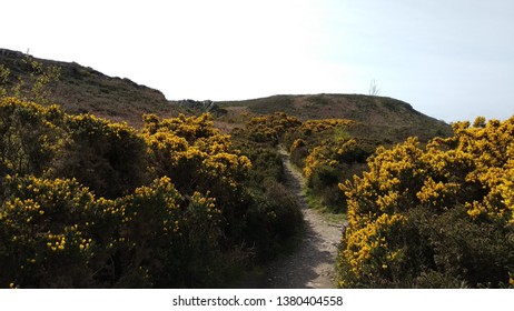 Path between the trees