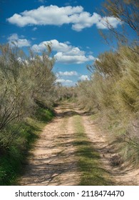 PATH BETWEEN TREES WITH CLOUDS