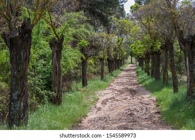 Path between trees in the mountain range of the town of Siguenza in Guadalajara, Spain