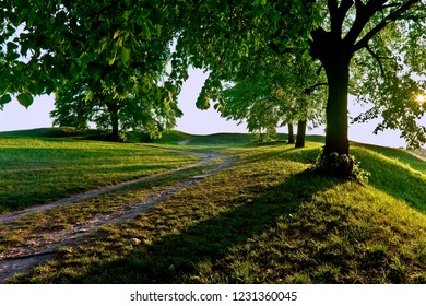 Path between trees on a green hill.