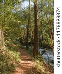 Path between trees, plants and a lake
