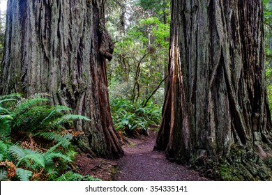 Path Between Two Redwood Trees