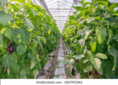 Path between two rows of tall aubergine plants in the glasshouse of a specialized Dutch aubergine nursery. - Powered by Shutterstock