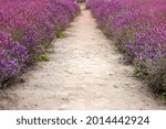 path between violet lavender flowers
