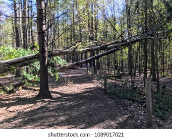 Path blocked by tree