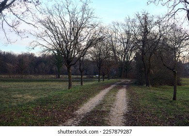 Path  bordered by two rows of trees in a park at sunset