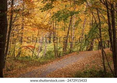 Path and bridge through a grove of birch trees in Fall