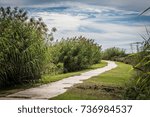 path by the swamp