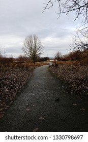Path by a tree