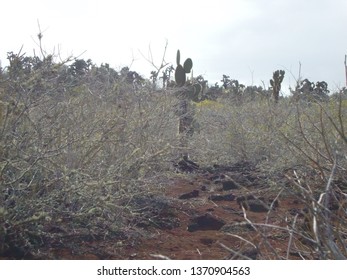 Path of cactus and branches