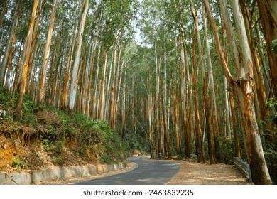 Path carved between the Eucalyptus Forest