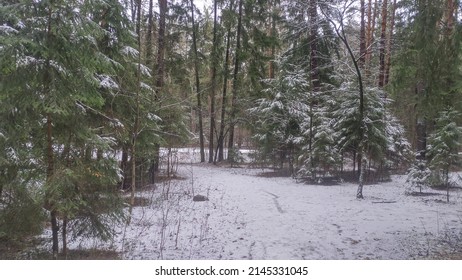 The Path In The City Park Was Covered With Snow. Snow Lies On The Branches Of Coniferous Trees. The Weather Is Overcast In Winter