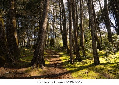 Path In The Colombian Highland Forest