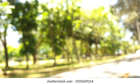 a path combined by unfocused but very nice trees 