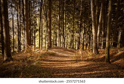 Path covered with fallen autumn leaves through a forest - Powered by Shutterstock