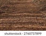 The path is covered with mulch, selective focus. Background. Wood chip mulch is used in landscape design to cover the soil. A mixture of chopped wood, bark and small branches of brown color