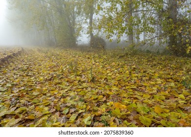 Path covered with poplar leaves in autumn. Populus canadensis. - Powered by Shutterstock