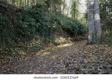                  Path covered with tree leaves in winter              