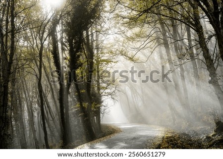 Path crossing the beech forest of Peñarroya Moncayo, Moncayo Natural Park, Zaragoza province, Spain