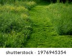 path cut by the mower on a narrow footpath. low grass surrounded by a meadow with yellow flowers.