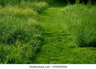 path cut by the mower on a narrow footpath. low grass surrounded by a meadow with yellow flowers.