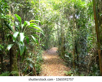 Path In D'Aguilar National Park, Queensland, Australia