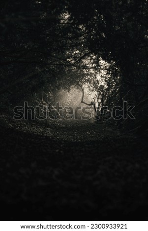 A path in a dark forest