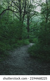 Path In Deep Green Forest, Twilight