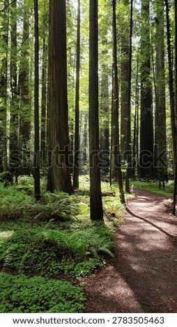 Path deeper into the Redwood trees