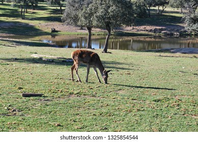 path of the deer