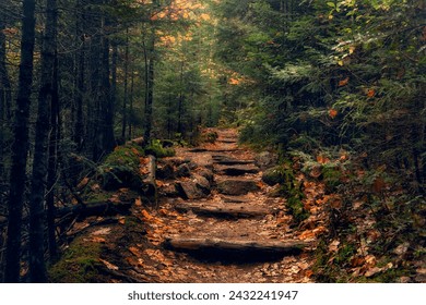 Path in a dense autumn forest. tourist trail through the national park. USA. New Hampshire. - Powered by Shutterstock