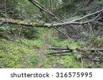 Path at the dense forest