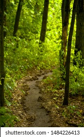 path in a dense forest
