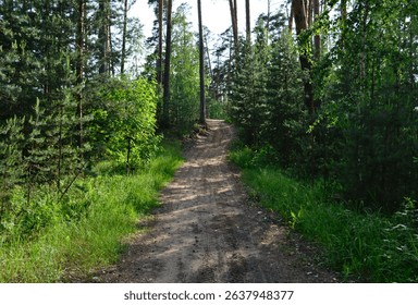 A path in the dense forest with pine trees and sunlight - Powered by Shutterstock - Get 15% off with code: PIKWIZARD15