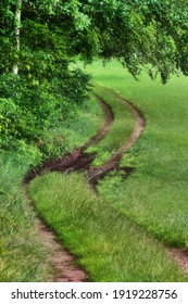 Path at the edge of forest
