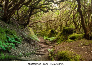 The path of the enchanted forest Park of Anaga, tenerife island