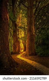 A path in a fabulous forest. Fairy forest pathway. Forest path view. Pathway in fairytale forest